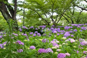 清州公園、あじさい、6月の夏の花、愛知県清須市の観光・撮影スポットの画像と写真