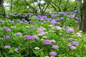 清州公園、あじさい、6月の夏の花、愛知県清須市の観光・撮影スポットの画像と写真
