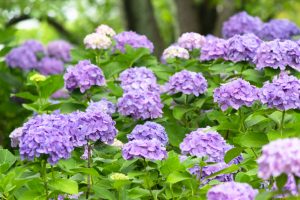 清州公園、あじさい、6月の夏の花、愛知県清須市の観光・撮影スポットの画像と写真