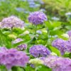清州公園、あじさい、6月の夏の花、愛知県清須市の観光・撮影スポットの画像と写真