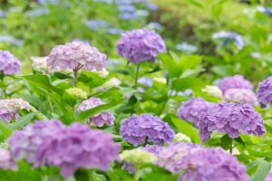 清州公園、あじさい、6月の夏の花、愛知県清須市の観光・撮影スポットの画像と写真