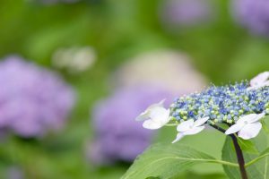 清州公園、あじさい、6月の夏の花、愛知県清須市の観光・撮影スポットの画像と写真