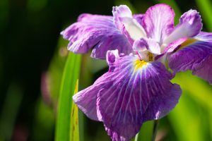 知立神社、花しょうぶ、6月の夏の花、愛知県知立市の観光・撮影スポットの画像と写真