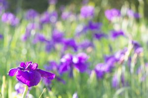 知立神社、花しょうぶ、6月の夏の花、愛知県知立市の観光・撮影スポットの画像と写真