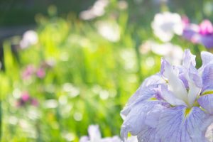 知立神社、花しょうぶ、6月の夏の花、愛知県知立市の観光・撮影スポットの画像と写真