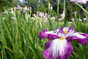 知立神社、花しょうぶ、6月の夏の花、愛知県知立市の観光・撮影スポットの画像と写真