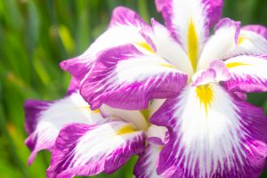 知立神社、花しょうぶ、6月の夏の花、愛知県知立市の観光・撮影スポットの画像と写真