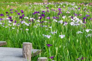 岡崎東公園、花しょうぶ、6月の夏の花、愛知県岡崎市の観光・撮影スポットの画像と写真