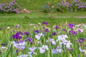 岡崎東公園、花しょうぶ、6月の夏の花、愛知県岡崎市の観光・撮影スポットの画像と写真