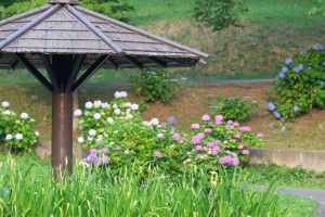 岡崎東公園、花しょうぶ、6月の夏の花、愛知県岡崎市の観光・撮影スポットの画像と写真