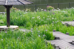 岡崎東公園、花しょうぶ、6月の夏の花、愛知県岡崎市の観光・撮影スポットの画像と写真