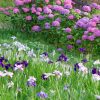 岡崎東公園、あじさい、花しょうぶ、6月の夏の花、愛知県岡崎市の観光・撮影スポットの画像と写真