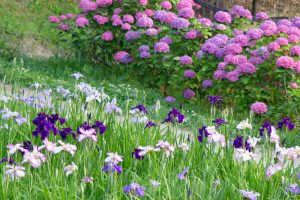 岡崎東公園、あじさい、花しょうぶ、6月の夏の花、愛知県岡崎市の観光・撮影スポットの画像と写真