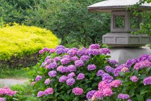 かざはやの里、あじさい、6月の夏の花、三重県津市の観光・撮影スポットの名所