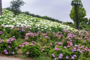 かざはやの里、あじさい、6月の夏の花、三重県津市の観光・撮影スポットの名所