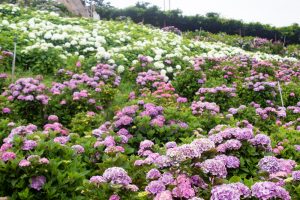 かざはやの里、あじさい、6月の夏の花、三重県津市の観光・撮影スポットの名所