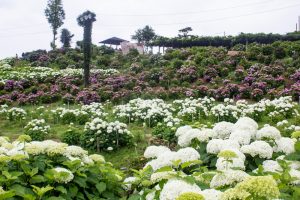 かざはやの里、あじさい、6月の夏の花、三重県津市の観光・撮影スポットの名所