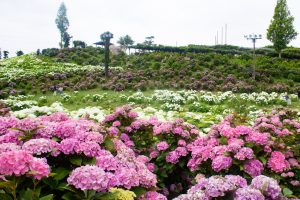 かざはやの里、あじさい、6月の夏の花、三重県津市の観光・撮影スポットの名所