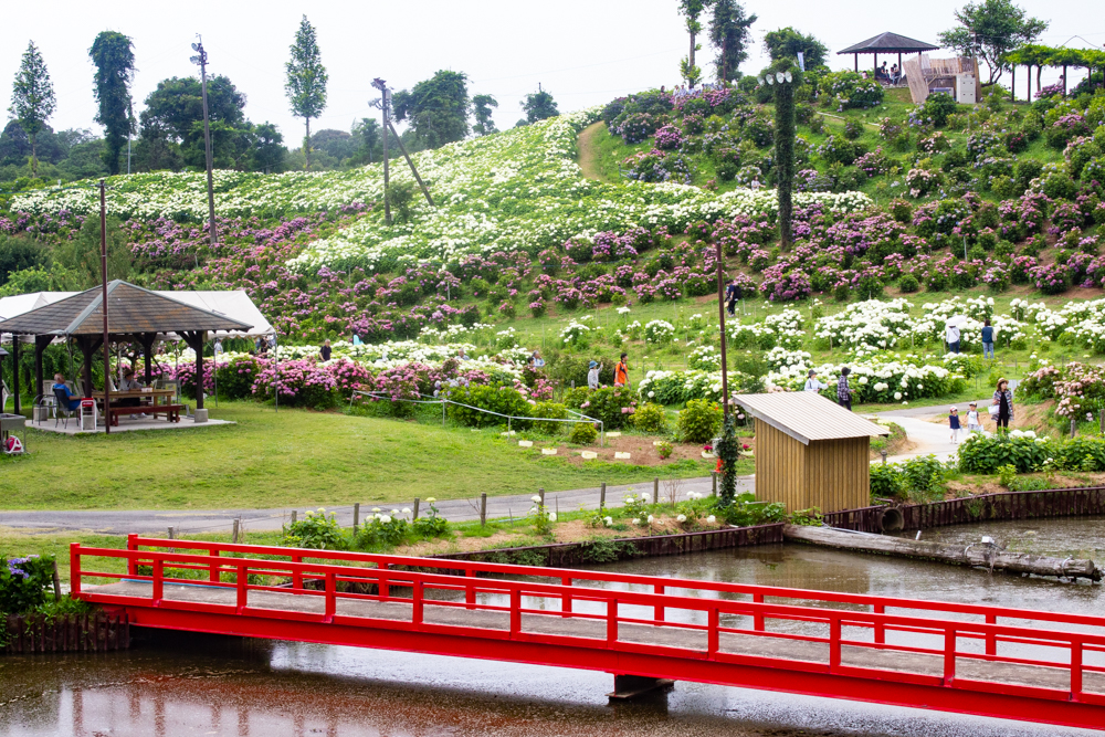 かざはやの里、あじさい、6月の夏の花、三重県津市の観光・撮影スポットの名所
