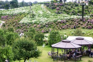 かざはやの里、あじさい、6月の夏の花、三重県津市の観光・撮影スポットの名所