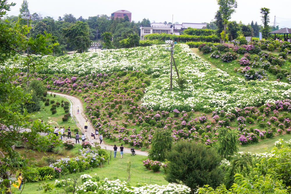 かざはやの里、あじさい、6月の夏の花、三重県津市の観光・撮影スポットの名所