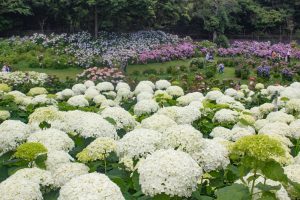 かざはやの里、あじさい、6月の夏の花、三重県津市の観光・撮影スポットの名所