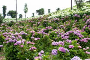 かざはやの里、あじさい、6月の夏の花、三重県津市の観光・撮影スポットの名所