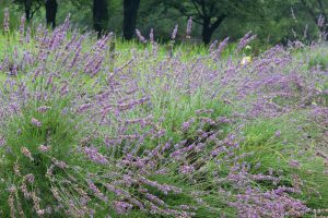 荒子川公園、ラベンダー、6月の夏の花、名古屋市港区の観光・撮影スポットの画像と写真