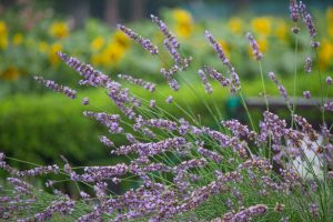 荒子川公園、ラベンダー、6月の夏の花、名古屋市港区の観光・撮影スポットの画像と写真