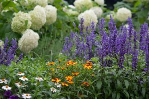 荒子川公園、ラベンダー、6月の夏の花、名古屋市港区の観光・撮影スポットの画像と写真