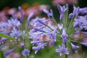 荒子川公園、夏の花、6月の夏の花、名古屋市港区の観光・撮影スポットの画像と写真