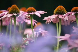 荒子川公園、夏の花、6月の夏の花、名古屋市港区の観光・撮影スポットの画像と写真