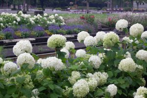 荒子川公園、あじさい、6月の夏の花、名古屋市港区の観光・撮影スポットの画像と写真