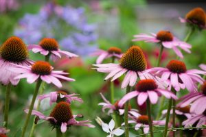 荒子川公園、夏の花、6月の夏の花、名古屋市港区の観光・撮影スポットの画像と写真