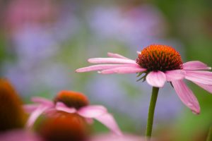 荒子川公園、夏の花、6月の夏の花、名古屋市港区の観光・撮影スポットの画像と写真