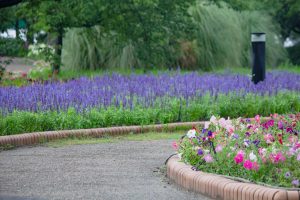 農業文化園・戸田川緑地、ラベンダー、6月の夏の花、名古屋市中川区の観光・撮影スポットの画像と写真