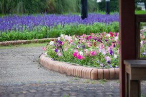 農業文化園・戸田川緑地、ラベンダー、6月の夏の花、名古屋市中川区の観光・撮影スポットの画像と写真