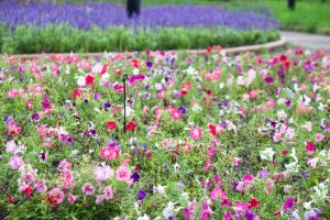 農業文化園・戸田川緑地、夏の花、6月の夏の花、名古屋市中川区の観光・撮影スポットの画像と写真