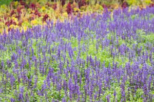 農業文化園・戸田川緑地、ラベンダー、6月の夏の花、名古屋市中川区の観光・撮影スポットの画像と写真