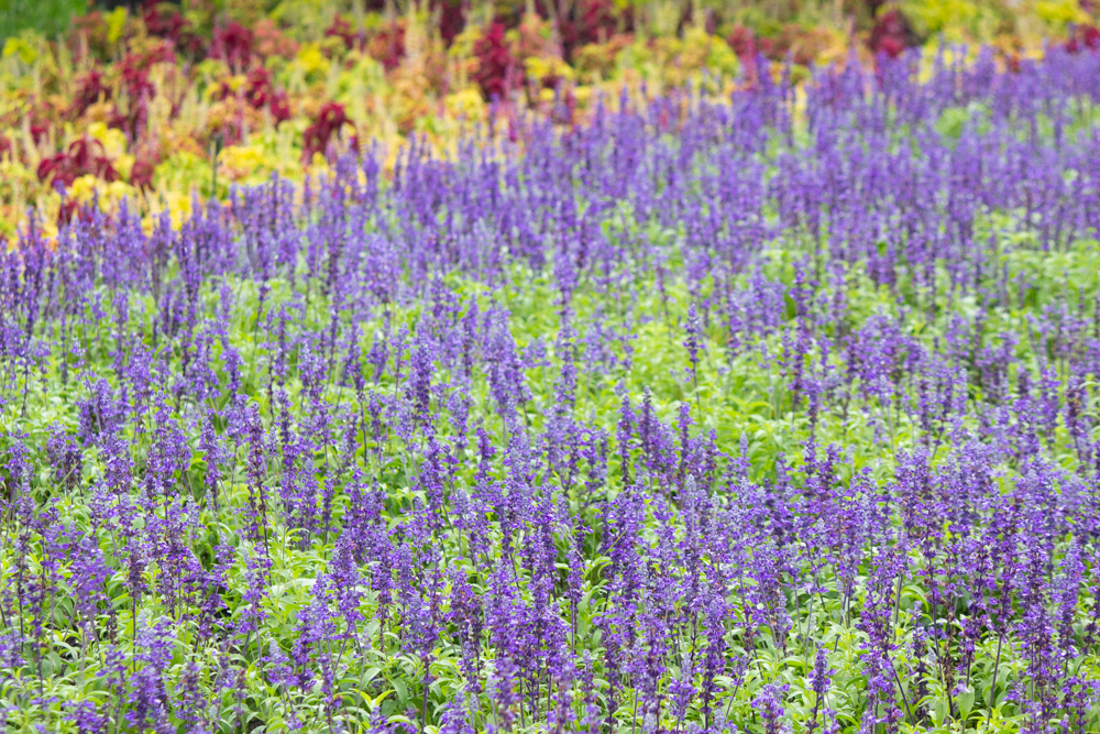 農業文化園・戸田川緑地、ラベンダー、6月の夏の花、名古屋市中川区の観光・撮影スポットの画像と写真