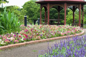農業文化園・戸田川緑地、ラベンダー、6月の夏の花、名古屋市中川区の観光・撮影スポットの画像と写真