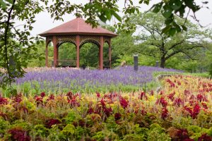 農業文化園・戸田川緑地、ラベンダー、6月の夏の花、名古屋市中川区の観光・撮影スポットの画像と写真