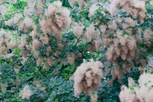 農業文化園・戸田川緑地、夏の花、6月の夏の花、名古屋市中川区の観光・撮影スポットの画像と写真