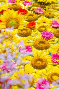 観光農園・花ひろば、ひまわり、2019年8月、夏の花、愛知県知多郡南知多町の観光・撮影スポットの画像と写真