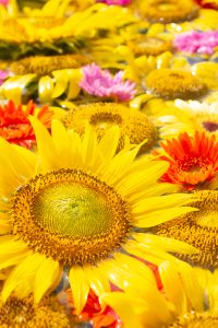 観光農園・花ひろば、ひまわり、2019年8月、夏の花、愛知県知多郡南知多町の観光・撮影スポットの画像と写真