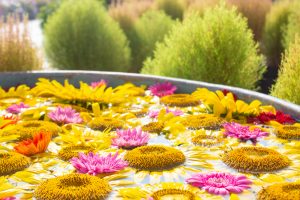 観光農園・花ひろば、ひまわり、2019年8月、夏の花、愛知県知多郡南知多町の観光・撮影スポットの画像と写真