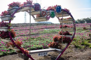 観光農園・花ひろば、2019年8月、夏の花、愛知県知多郡南知多町の観光・撮影スポットの画像と写真