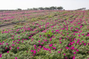 観光農園・花ひろば、松葉ボタン、2019年8月、夏の花、愛知県知多郡南知多町の観光・撮影スポットの画像と写真