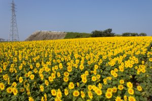 観光農園・花ひろば、ひまわり、2019年8月、夏の花、愛知県知多郡南知多町の観光・撮影スポットの画像と写真