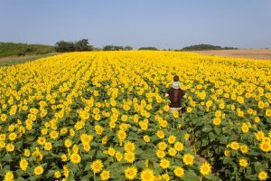 観光農園・花ひろば、ひまわり、2019年8月、夏の花、愛知県知多郡南知多町の観光・撮影スポットの画像と写真